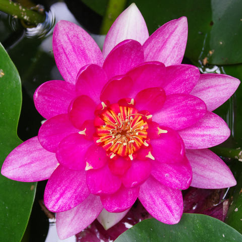 Scharlachrote halbgefüllte Blüte mit gelber Mitte.