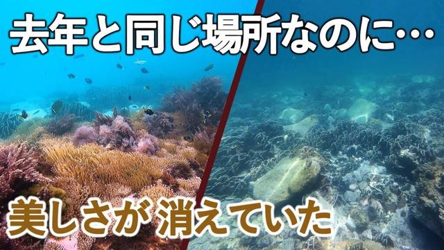 【秘境ビーチの今】高知・竜ヶ浜でシュノーケリング｜1年で激変したサンゴの白化と海中環境／養殖場の意外な落とし穴【2025年8月】
