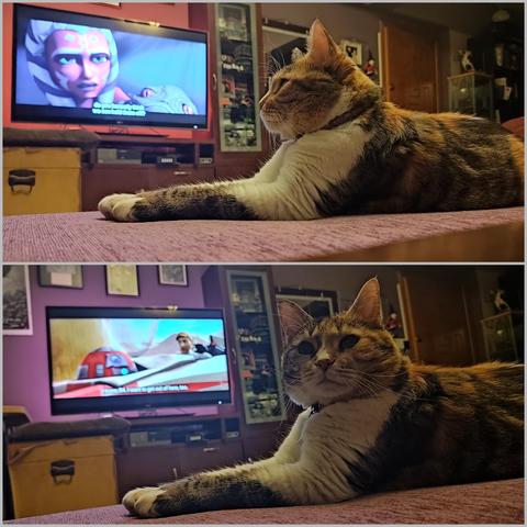 My calico cat Carrie in two different pictures, both showing her lounging on a purple ottoman in front of the TV which is showing the 2008 Star Wars Clone Wars film, in the top picture she is looking towards the screen as it is showing a close shot of Ahsoka Tano holding a little baby Hutt, at the bottom picture the TV is showing a blurry but somewhat visible Obi Wan Kenobi, as Carrie has turned and is looking towards the camera.