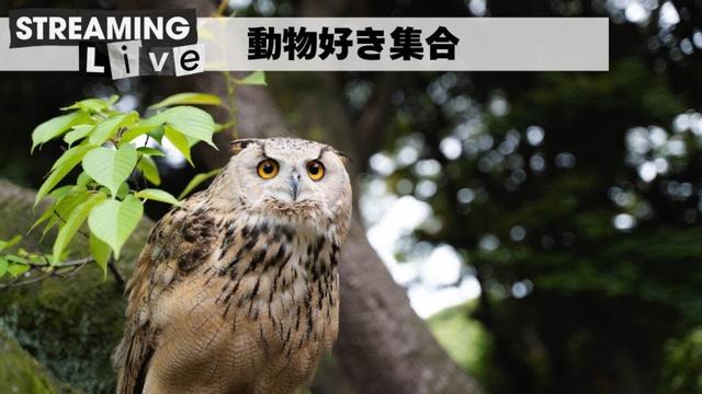 まったり雑談配信🎙🦉動物好き集会所