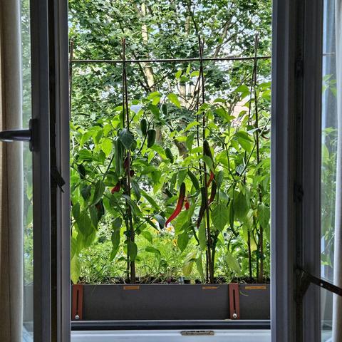 Chilipflanzen im Balkonkasten auf dem Fensterbrett
