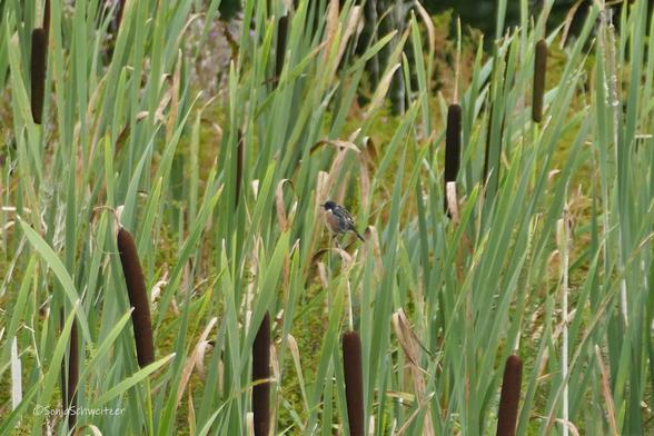 Ein Schwarzkehlchen sitzt gut getarnt zwischen den Rohrkolben