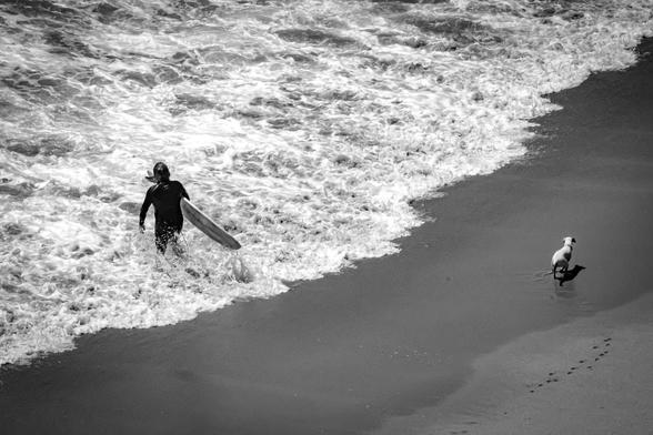 A person wearing a wetsuit and carrying a surfboard walks into the ocean from a sandy beach. A small dog stands nearby on the wet sand. Waves gently approach the shoreline, and the beach has visible footprints. The image is in black and white.