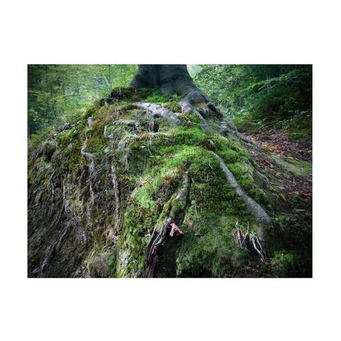 one of the photos from the exhibition, moss covered ground with tree roots