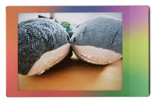English: The image features two plush blåhajar (Smolhajar) facing each other, showcasing their soft textures and distinct facial features. The picture frame is a gradient in rainbow colours. 

Deutsch: Das Bild zeigt zwei Plüsch-Blåhaje (Smolhaje), die sich anschauen. Der Bildrahmen zeigt einen regenbogenfarbigen Farbverlauf.