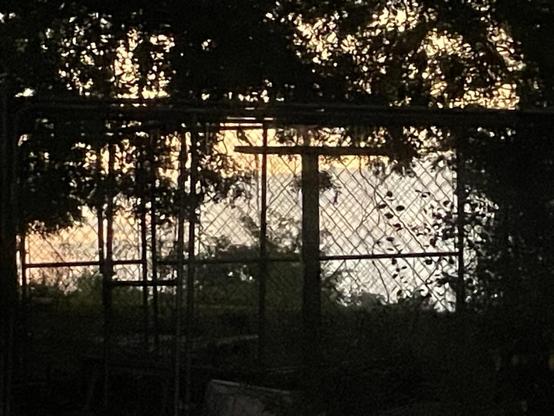 Yellows and greys seen through a former pigeon pen made of dog fencing, with perch visible. Sight lines framed by overgrown oaks