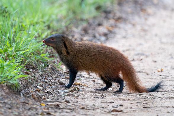 A stripe-necked mongoose standing alert on a dirt path, showing its reddish-brown fur, darker legs, and long bushy tail, near a patch of green grass.