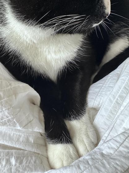 A cropped, close-up image of a cat, Donnie, lying on a thin quilt. The picture captures his two front paws, his chest and the lower part of his face, from nose to whiskers. His two front paws are neatly presented together, side by side. It’s almost too much.