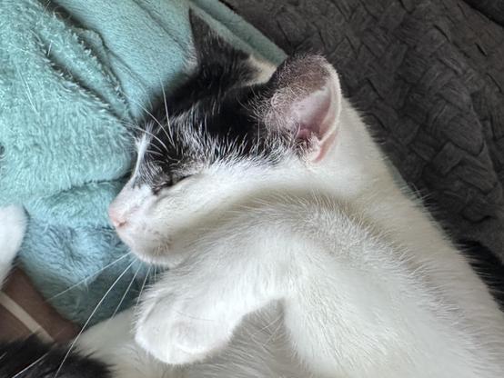 A close-up of a white cat with black “mask”, Izzy, lying on a blanket. She is in profile, looking to the left. Her front left paw is curled inwards. She has green eyes and a small pink nose.