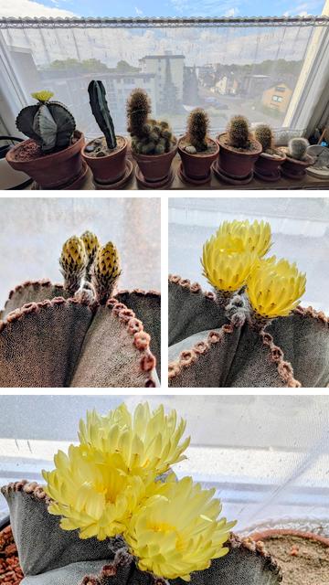 Eine Collage aus 6 Fotos.
Oben 7 Kakteen in Tontöpfen auf der Küchenfensterbank.
Darunter zwei Fotos von der Entwicklung der Blüten Donnerstag und Freitag nebeneinander.
Darunter eine Nahaufnahme der drei hellgelben Blüten von heute Samstag.