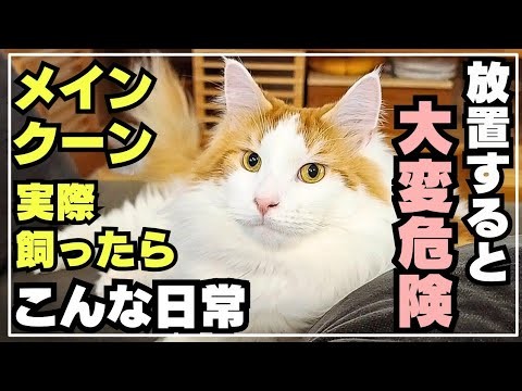 【飼いたい人は気を付けて！】メインクーンあるある
