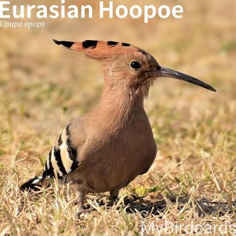 🌍🌏 Eurasian Hoopoe (Upupa epops) 

The Eurasian Hoopoe is a striking bird with a prominent fan-like crest that it can raise or lower. Its plumage is a warm cinnamon colour, contrasted with bold black and white stripes on its wings and tail. It has a long, slender, downcurved bill. This species is widely distributed across Europe, Asia, and Africa. Many populations in the northern part of their range are migratory, while African populations are sedentary. They are solitary foragers, using their long bill to probe the ground for insects. They are also known for dust-bathing. 2.5 Flash (Edited)

Eight subspecies are recognised.

Conservation status: Least Concern (IUCN 3.1)

📷: Photo by SajeevBhaskaran via Pixabay 
https://pixabay.com/photos/hoopoe-bird-meadow-grass-animal-5957224/

EDVP