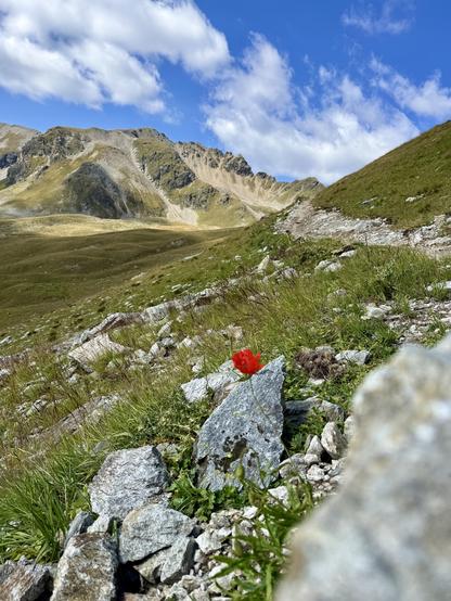 ein weg, ein berg und eine unscharfe, rote mohnblüte