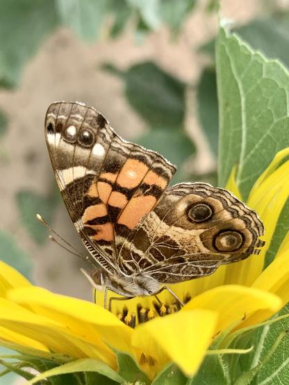 A close-up of a butterfly perched on a vibrant yellow sunflower. The butterfly features intricate patterns with marbled salmon pink, brown, and black markings, and its wings are partially opened, showcasing large eye-like spots. It has a pointy nose and the tips of its antennae are white. Green foliage is visible in the background.