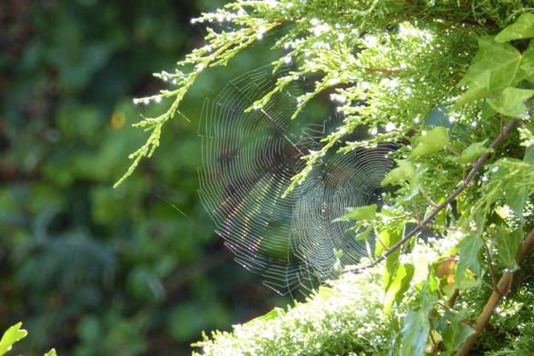 Spiderweb reflecting sunlight, surrounded by cypress shrub with sunlit raindrops on its needles