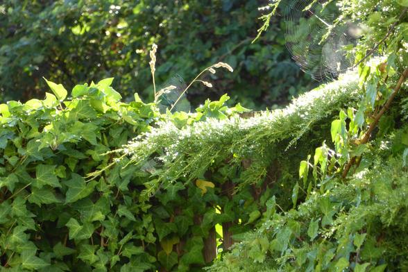 Cypress shrub with sunlit raindrops on its needles