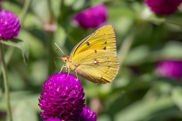 Orange sulphur butterfly
