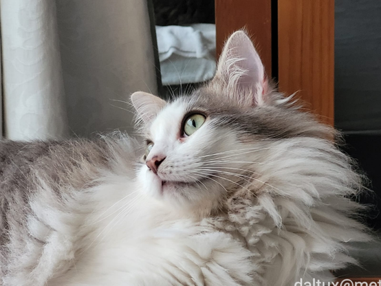 A furry grey and white cat.