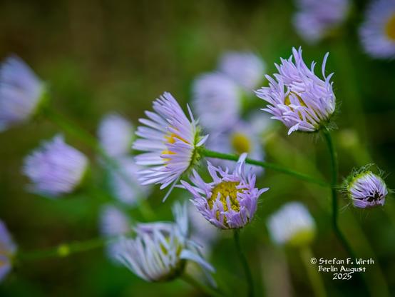 Erigeron annuus in Northern Berlin (Rosenthal, area of former GDR border) close to nature reserve with stream Tegeler Fließ, August 2025, © Stefan F. Wirth