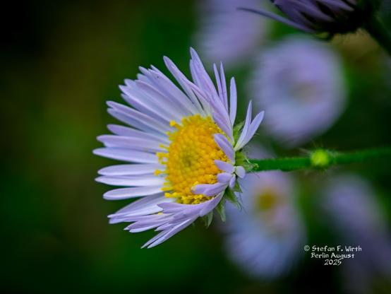 Erigeron annuus in Northern Berlin (Rosenthal, area of former GDR border) close to nature reserve with stream Tegeler Fließ, August 2025, © Stefan F. Wirth