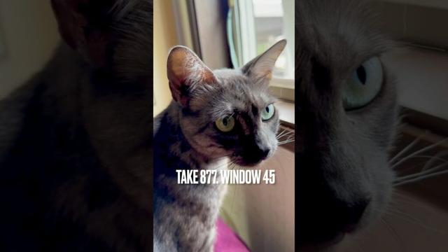#脱衣所の窓 #猫の日課 #窓辺の猫 #egyptianmaucat #エジプシャンマウ #エジプシャンマウスモーク #エジプシャンマウの仲間たち #shorts