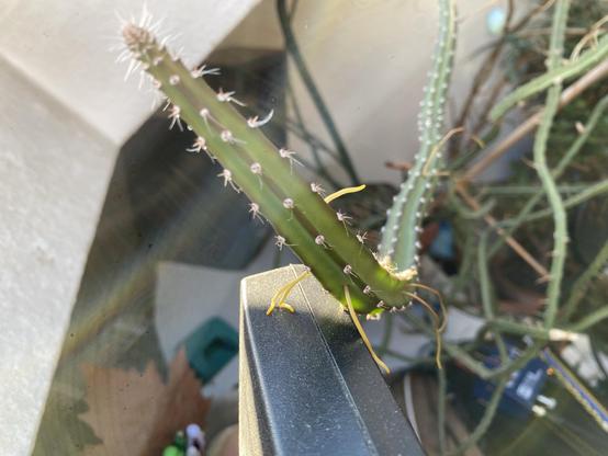 A tentacle of a „Queen of the Night“ 
which has developed some yellow „feet“ in order to have a hold on the black monitor below it.