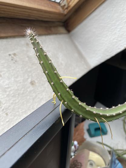A tentacle of a „Queen of the Night“ 
which has developed some yellow „feet“ in order to have a hold on the black monitor below it.
