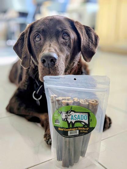 A chocolate lab is lying down behind a bag of beef esophagus sticks.