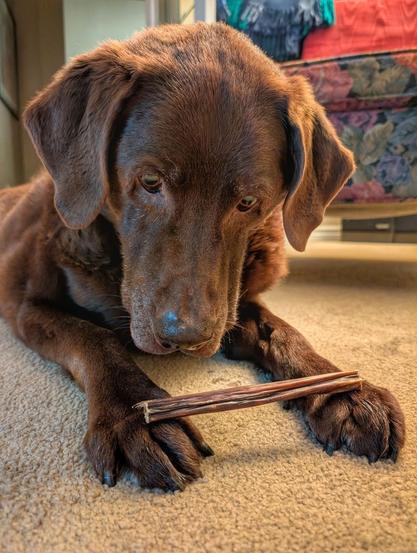 A chocolate lab is lying down and looking at a beef esophagus stick sitting on his paws.