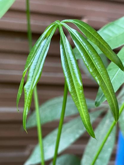 New growth, shiny green leaves, with older green leaves in the background. Beige colored wall a bit further back.