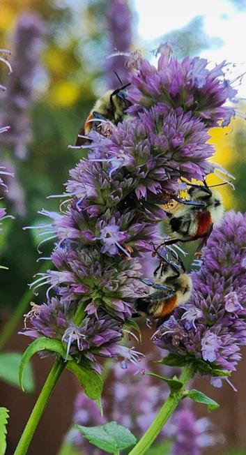 3 bumble bees, yellow with a rusty red band halfway around their abdomen,  airh a little black bit at their tails, sit on mauve flower clusters that look a lot like lavender.