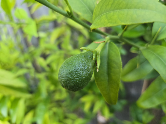Picture of a immature Thomasville citrangequat fruit.