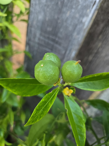 A cluster of three immature Thomasville citrangequat fruits.
