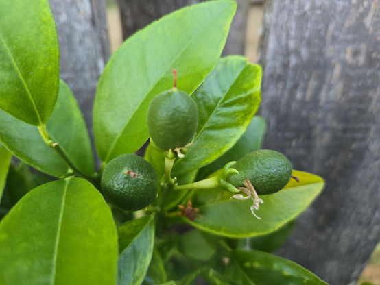 A cluster of three immature Thomasville citrangequat fruits.