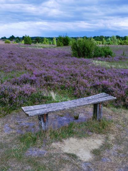 Eine schlichte Holzbank steht am Rande einer großen Heidefläche.
