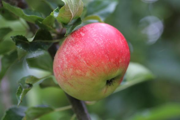 A red and green apple still on its tree