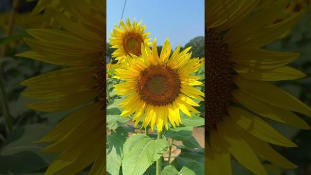 『サンフラワー祭り』栃木県上三川町 2025.08.23 #shorts #ひまわり #自然 #サンフラワー #栃木 #かみのかわ