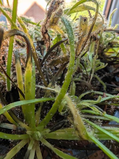 Close up of drosera leaves with tiny white bugs