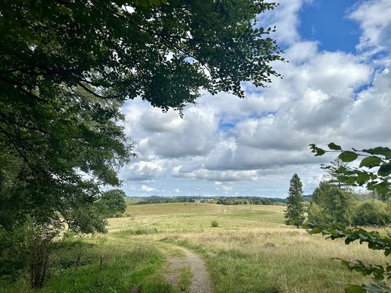 Blick aus dem Wald auf eine Art Hochebene, Schäfchenwolken am Himmel