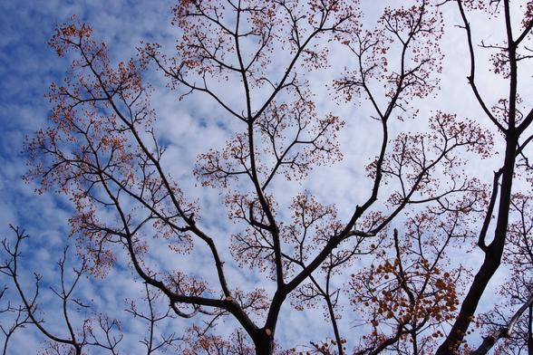 a tree, branches filled with long-stemmed berries, stretches against cotton clouds in the sky