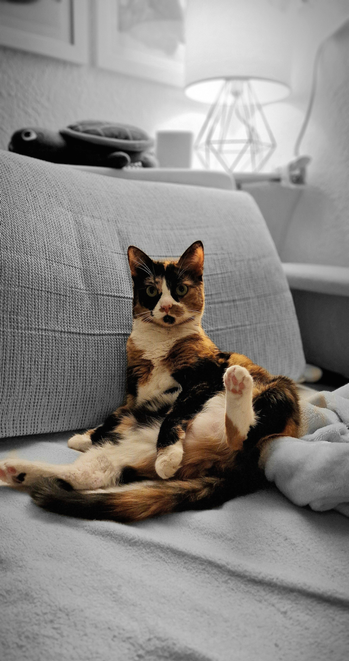 [https://memories.brush-and-tale.com/wp-content/uploads/2025/04/Koko.Rose_1208667-file.png]

The Queen has ascended the throne 🐈 – Rosé 🌹

#cats #meow #kitty #kitten #kittens #catlover #catlife #catlove #catlovers #catsoftheworld #catoftheday #cutecats #cats_of_world #fluffycat #furryfriends #ilovecats #catscorner #catpics #catphoto #catsofmasto #catsofmastodon #purrfect #KokoAndRose…