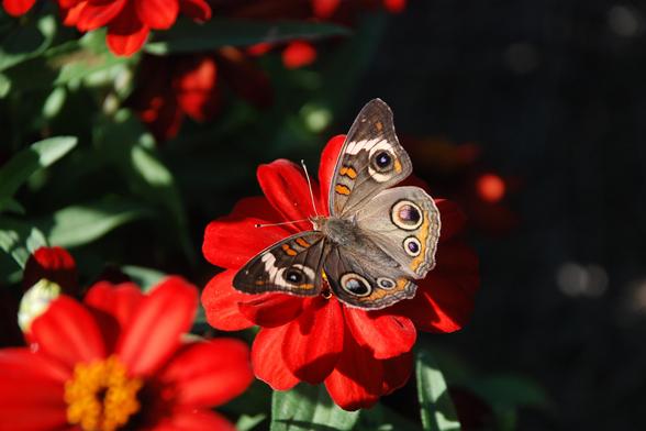A small butterfly on an orange-red zinnia flower.  The butterfly is mostly brown with orange and white markings.  Notable are 3 circular "eyes" on each wing.  The upper right half of the photo is dark background.