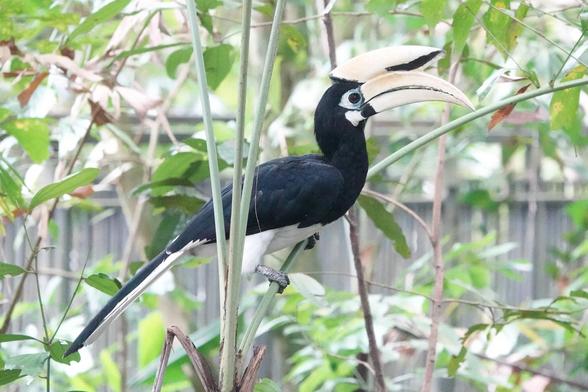 A medium-sized bird with a black body and white underparts. The beak forms a large casque which extended forward from the top of the head.