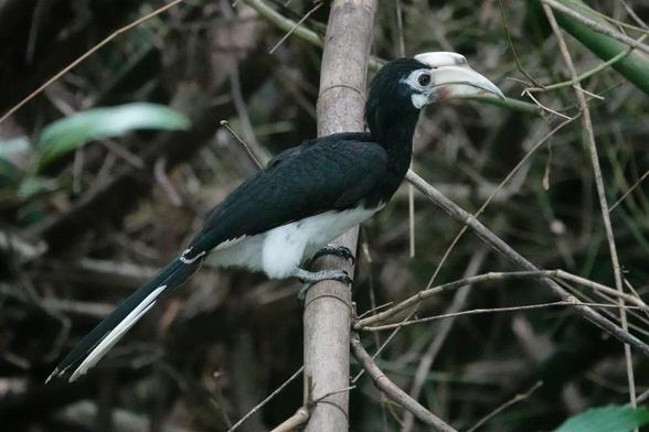 Another hornbill perched on a bamboo stem. The casque on the hornbill is smaller than the previous bird.