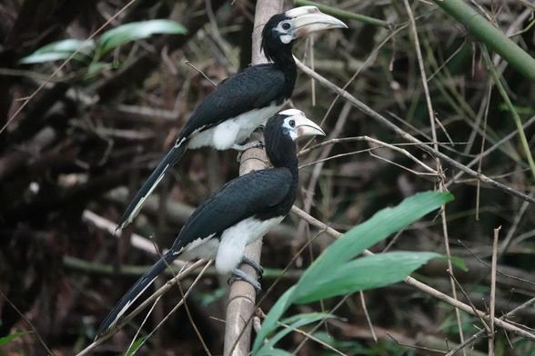 Two hornbills perched on the same bamboo stem. The casques on both are smaller than the first bird, and look similar.