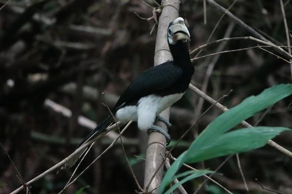 One of the birds perched on the bamboo stem. The head is turned towards me, as if it is curious about the people looking at it.