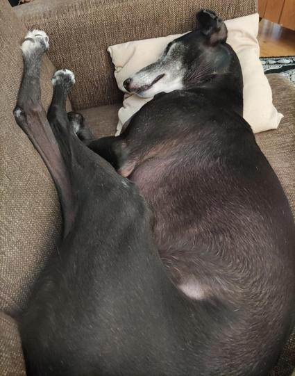 A dog with white markings sleeping on the sofa