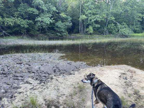 Petey is concerned about the water level.