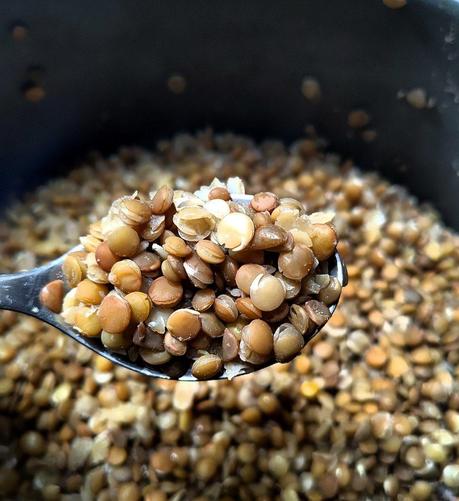 Una cullera amb llenties pregerminades