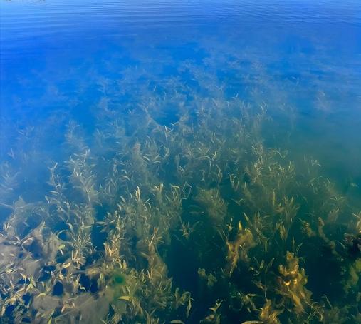 The image shows a clear, bright body of water with a smooth, slightly rippled surface. Visibility is excellent, allowing a clear view of the aquatic plants below the surface. The plants are densely packed on the lake bottom and have slender green leaves. The blue tones of the water gradate to green underwater.